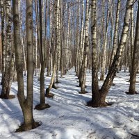 Март, которого жду целый год :: Андрей Лукьянов