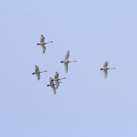 Высоко над озером - готовятся к отлёту :: Татьяна Лютаева