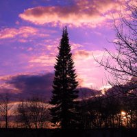 Красота вечерняя :: Людмила Смородинская