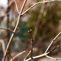 Сирень :: Юрий Гайворонскiий