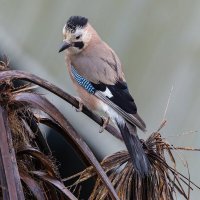 сойка :: юрий макаров