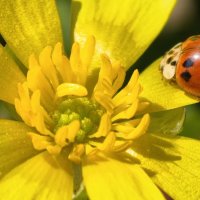 Азиатская божья коровка на цветке :: Мариша 