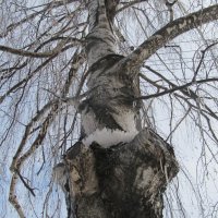 февраль :: Елена Шаламова