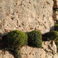 уральское :: Елена Шаламова