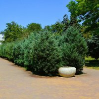 Керчь. Можжевельник скальный «Блю Эрроу» в Комсомольском парке. :: Пётр Чернега