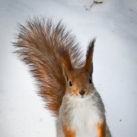 Из жизни белочек. Ульяновск.Парк Прибрежный. :: Александр Беляков