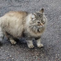 Пушистики :: Рита Симонова