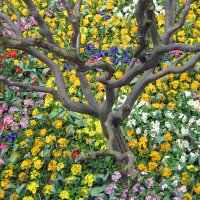 Клумбы Дворца Топкапы  в Стамбуле :: Сергей Сомихин