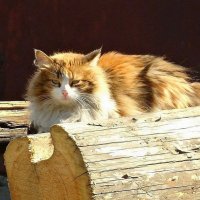 Греется на солнце :: Наталья ***