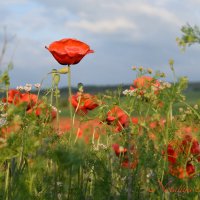 Природа Крыма :: Изумительная Космея