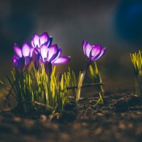 Крокусы на солнце :: Игорь Шевченко