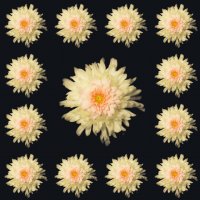 Цветочки :: Илья Шенгелия