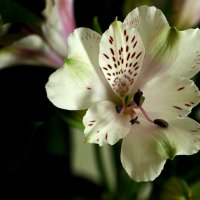 Альстромерии :: Светлана 