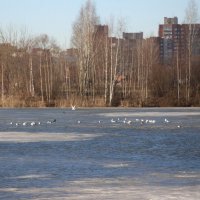 Весна в Купчино :: Наталья Герасимова