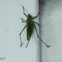 Кузнечик :: Freddy 97 Кузнечик :: Freddy 97