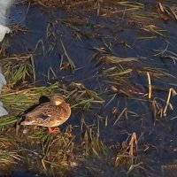 Вот и весна. :: Николай 