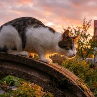кот Мартин на закате :: Лилия 
