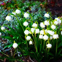 Белоцветник весенний :: Aida10