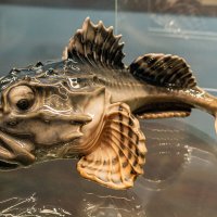 Морской Петух :: Ирина Соловьёва