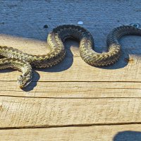 на причале в Кижах :: shasha1950 