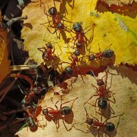 тусовка муравьиная :: shasha1950 