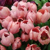 Тюльпаны :: Лидия Бусурина