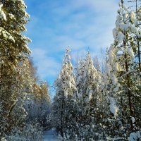 природа  небо голубое :: Владимир 