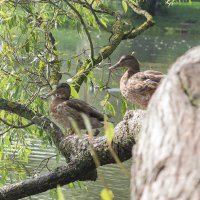 Уточки на отдыхе :: Алексей Булак