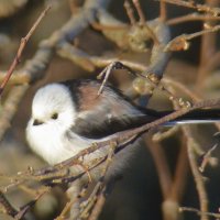 ополовник :: gawrilа - dan