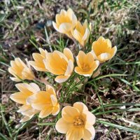 Крокус :: Сапсан 