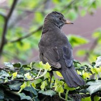 черный дрозд. самка :: юрий макаров