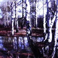 Берёзки весенние :: Людмила Смородинская