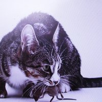 Соседский кот с добычей :: Людмила Смородинская