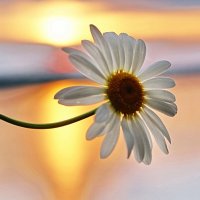 Этюд на закате :: Галина Кан