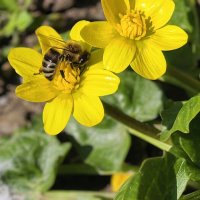 Пчёлки уже работают :: Мариша 