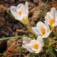 Крокусы возле дома :: Мариша 