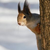 Белка :: Лина 