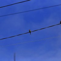 Собираются в дальние края:) :: Юрий Гайворонскiий