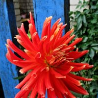 Георгин :: PRP 