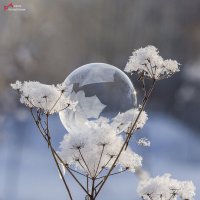 На веточке :: Андрей Пристяжнюк