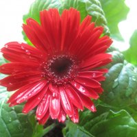 Гербера :: Елена Семигина