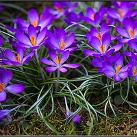 Начало Весны! КРОКУСЫ. :: Александр Дмитриев