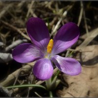 *** :: Aleksandr Gal