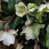 Морозник :: ZNatasha -