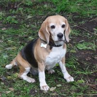 Бигль :: Рита Симонова