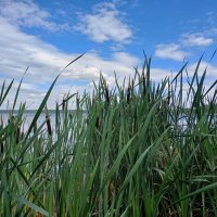 камыши :: Елена Е