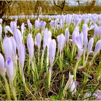 Словно солдатики крокусы стоят ! :: VasiLina *