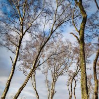 Калининградская область. Куршская коса. :: Sergey 