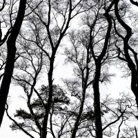 Калининградская область. Куршская коса. :: Sergey 