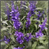 Шалфей. :: Лилия *